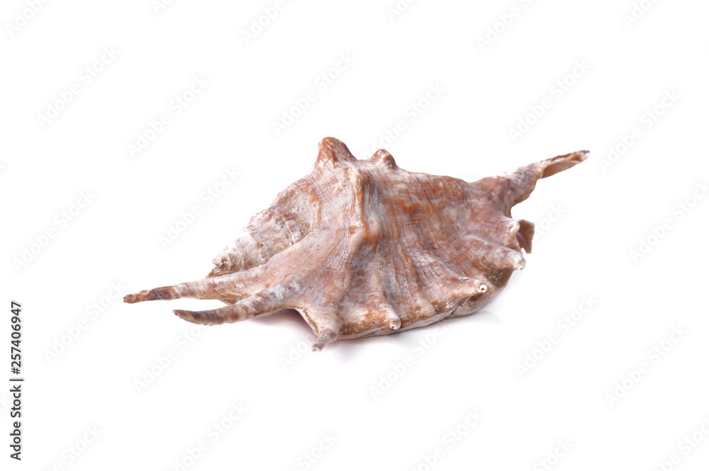 single exotic seashell isolated on white background single exotic seashell isolated on white background