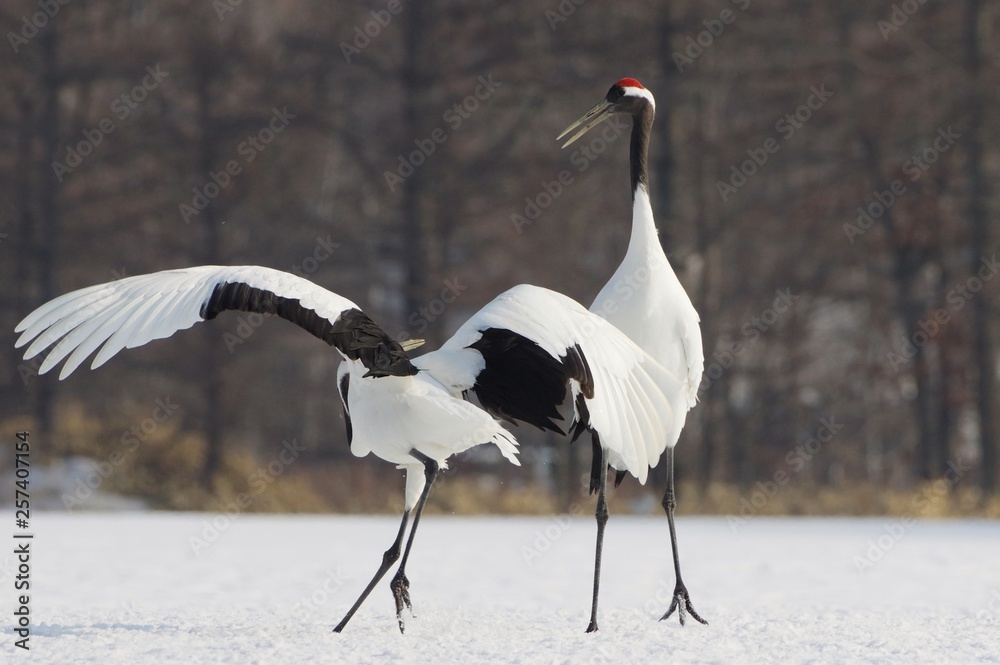 Obraz premium Japanese Crane, Red-Crowned Crane in Hokkaido, Japan