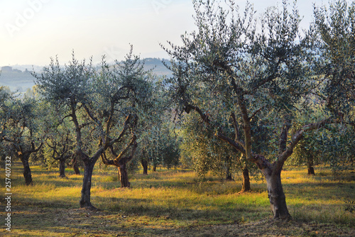 Olive trees garden. Mediterranean olive field ready for harvest. Italian olive's grove with ripe fresh olives