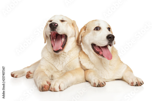 Two happy dogs posing on white background