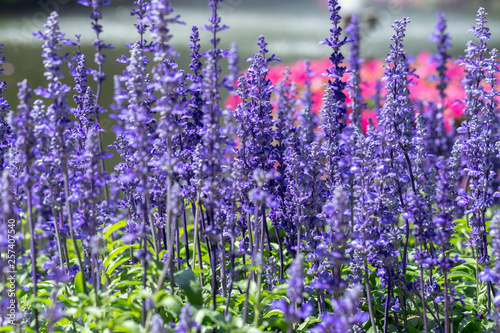 Purple flower and green leaf in garden at sunny summer or spring day for postcard beauty decoration and agriculture design. Blue Salvia flower. © phanthit malisuwan