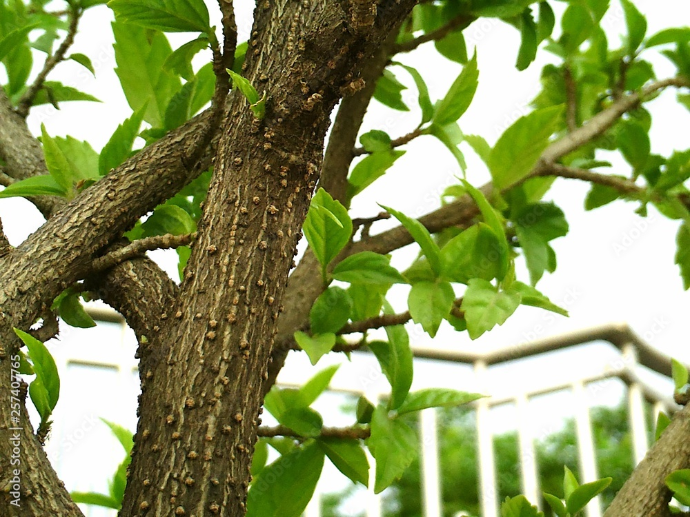 Fototapeta premium tree in the garden