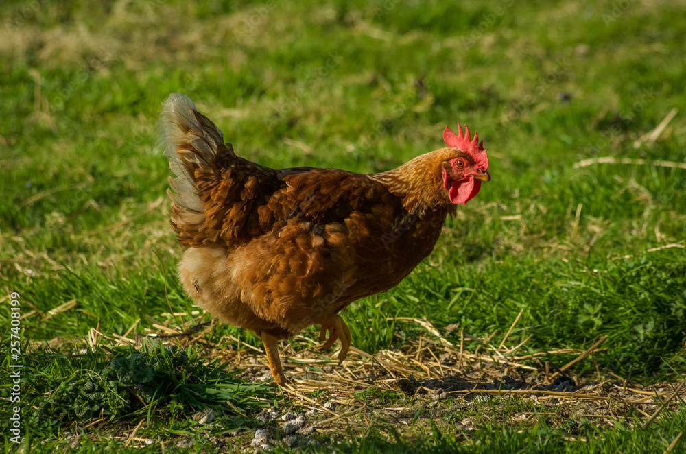 Fototapeta premium Hen in the field