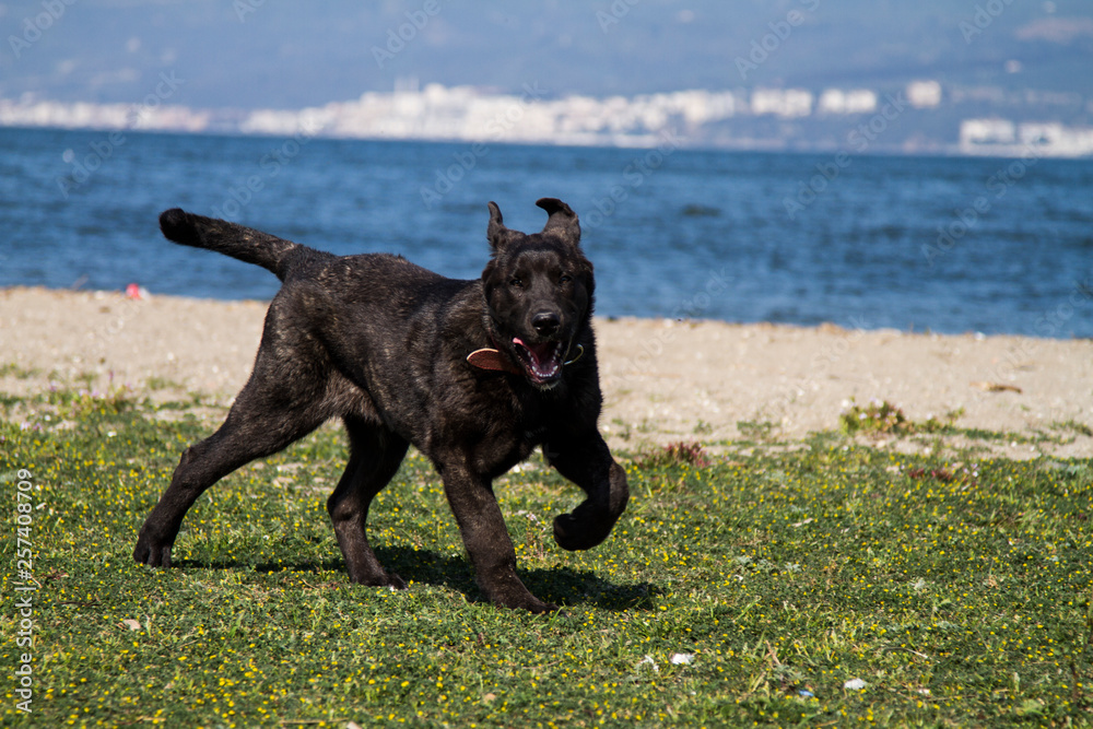 cane corso dog on beach