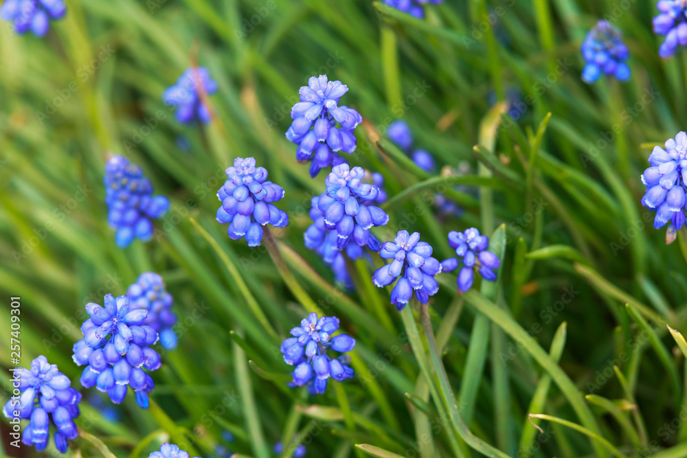 Grape hyacinth Muscari armeniacum flowering in early spring. Grape hyacinth Muscari armeniacum flowering in early spring.