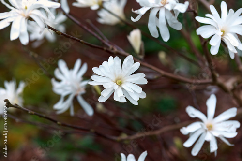 Flowering beautiful white magnolia in spring garden © Maksims