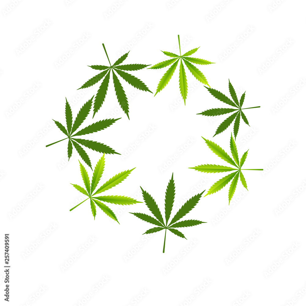 Cannabis A green branch (Cannabis indica, Marijuana) medicinal plant with leaves. Watercolor hand drawn painting illustration isolated Cannabis A green branch (Cannabis indica, Marijuana) medicinal plant with leaves. Watercolor hand drawn painting illustration isolated