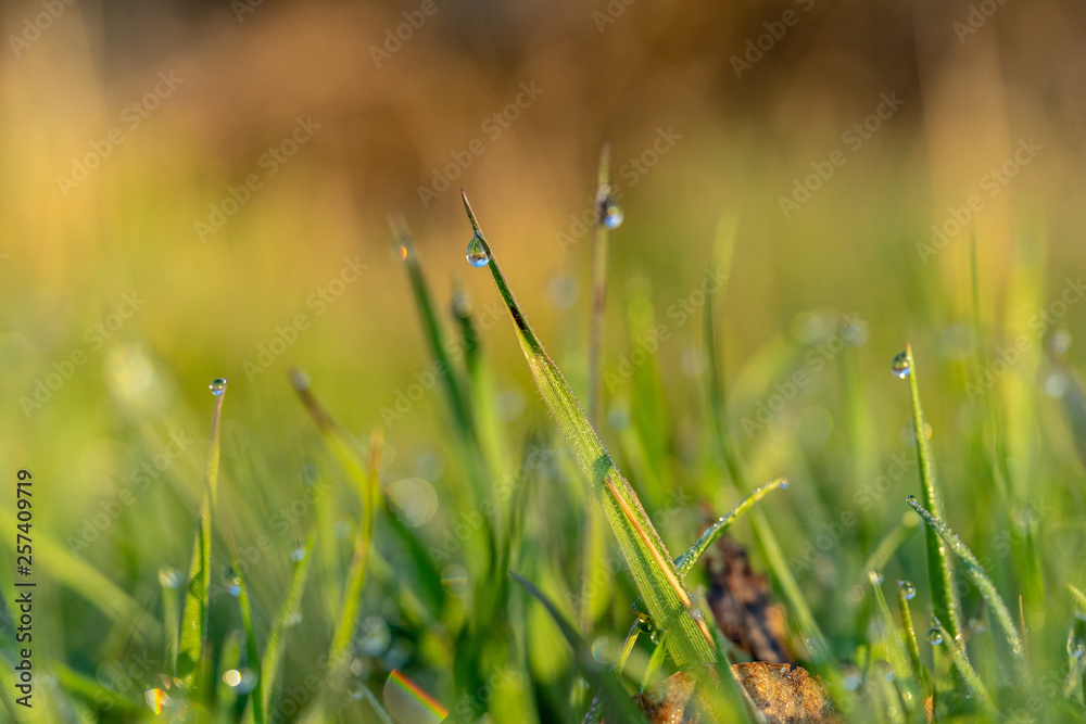 Dew Drops on the grass at beautiful spring morning in the park Dew Drops on the grass at beautiful spring morning in the park
