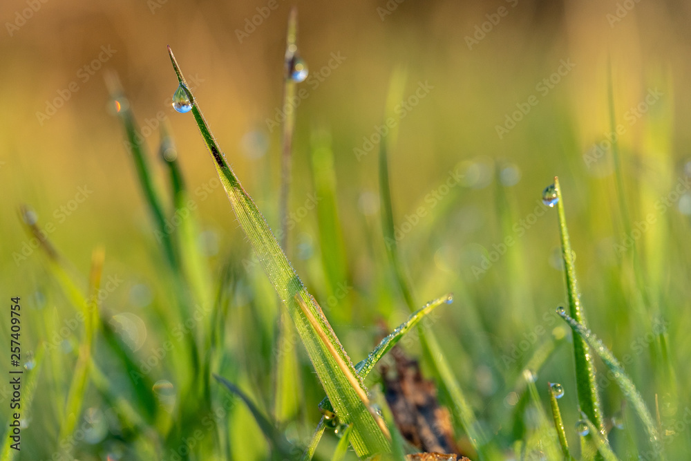 Dew Drops on the grass at beautiful spring morning in the park Dew Drops on the grass at beautiful spring morning in the park