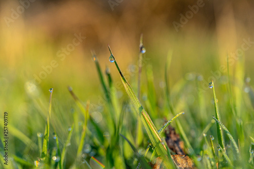 Dew Drops on the grass at beautiful spring morning in the park © Hristo
