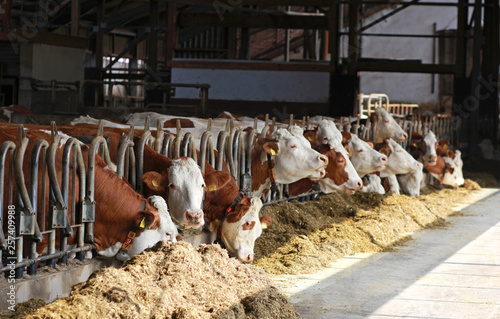 row of Simmental cows eating