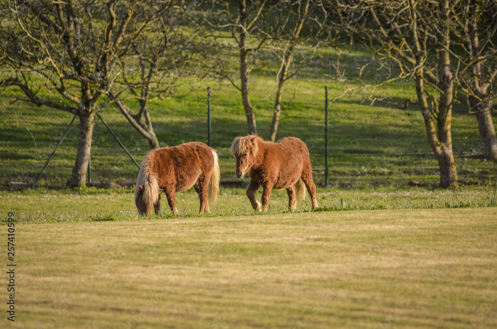 Pony in the field Pony in the field