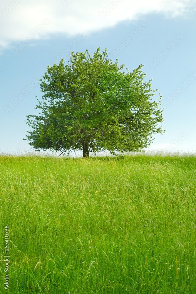 Fototapeta premium Tree on a field