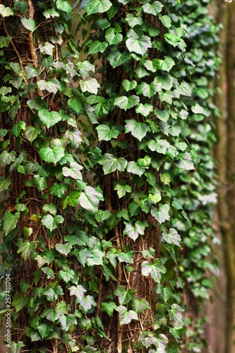 ivy on a tree trunk