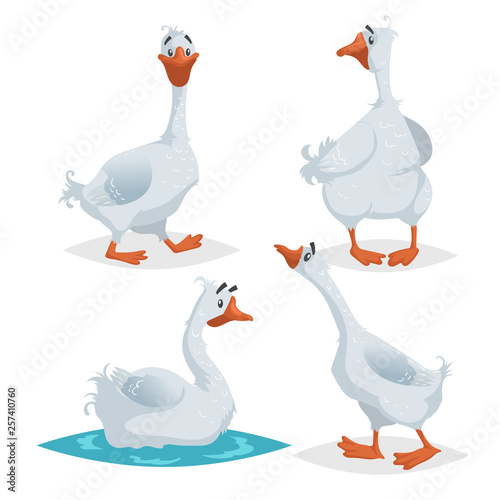 Cute geese in different poses. Cartoon flat style farm animals  birds collection. Walking, standing, swimming goose. Vector illustration isolated on white background.