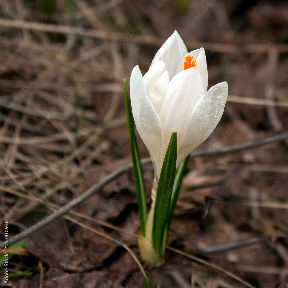 Crocus - white with a bright orange pestle on the background of last year’s leaves. Crocus - white with a bright orange pestle on the background of last year’s leaves.