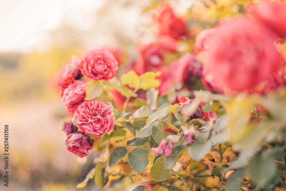 Beautiful red rose flowers on blurred summer background, colorful natural garden or park. Roses on blurred background Beautiful red rose flowers on blurred summer background, colorful natural garden or park. Roses on blurred background