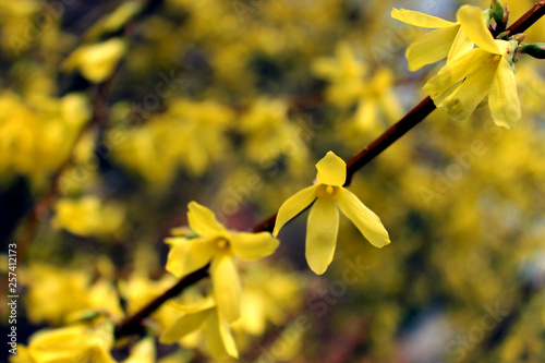 Closeup twig of blooming forsythia