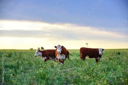 Cows in natural fields, Buenos Aires, Argentina