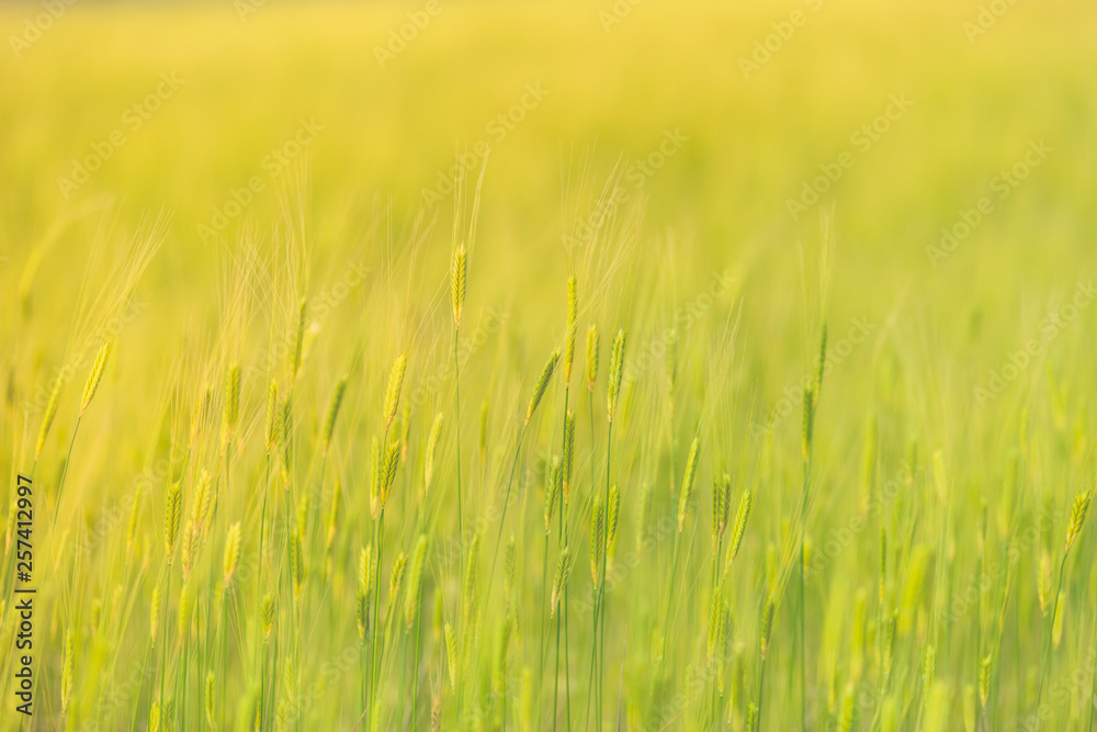 Organic green wheat on beautiful warm sunlight blurred background Organic green wheat on beautiful warm sunlight blurred background