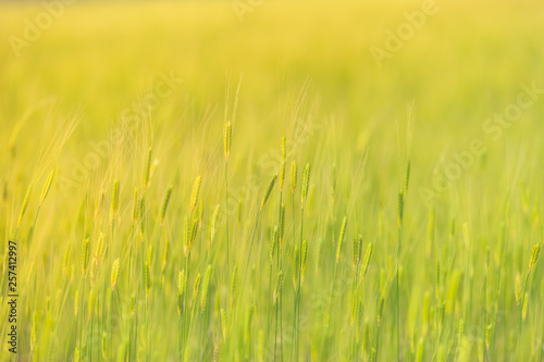 Organic green wheat on beautiful warm sunlight blurred background