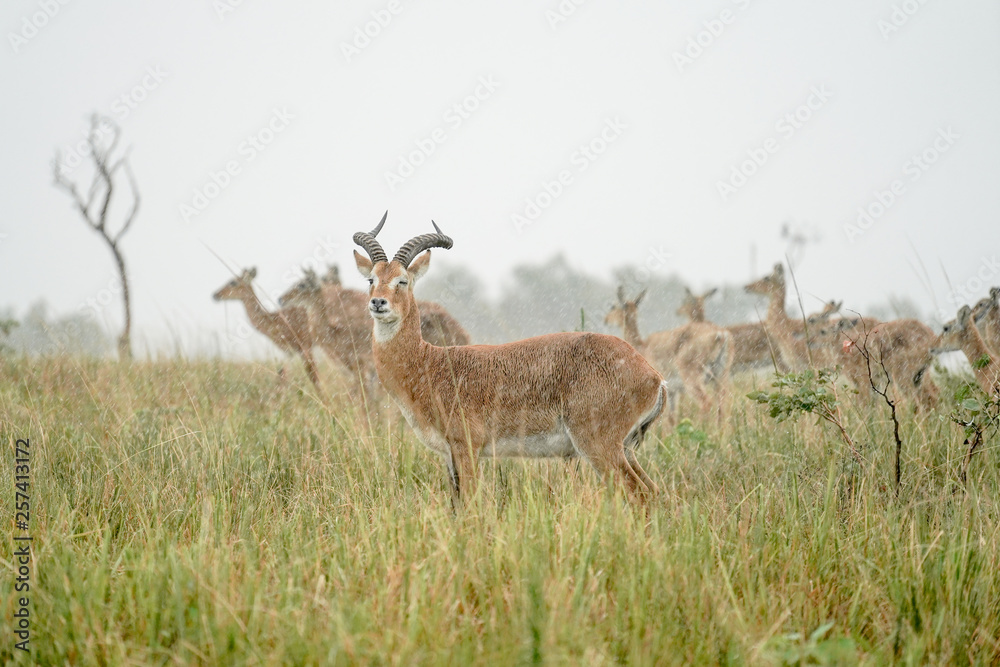 group of Impala macho in Murchison Falls with rain group of Impala macho in Murchison Falls with rain