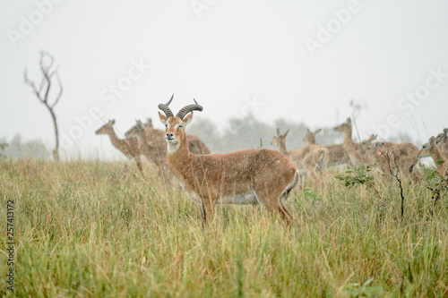 group of Impala macho in Murchison Falls with rain