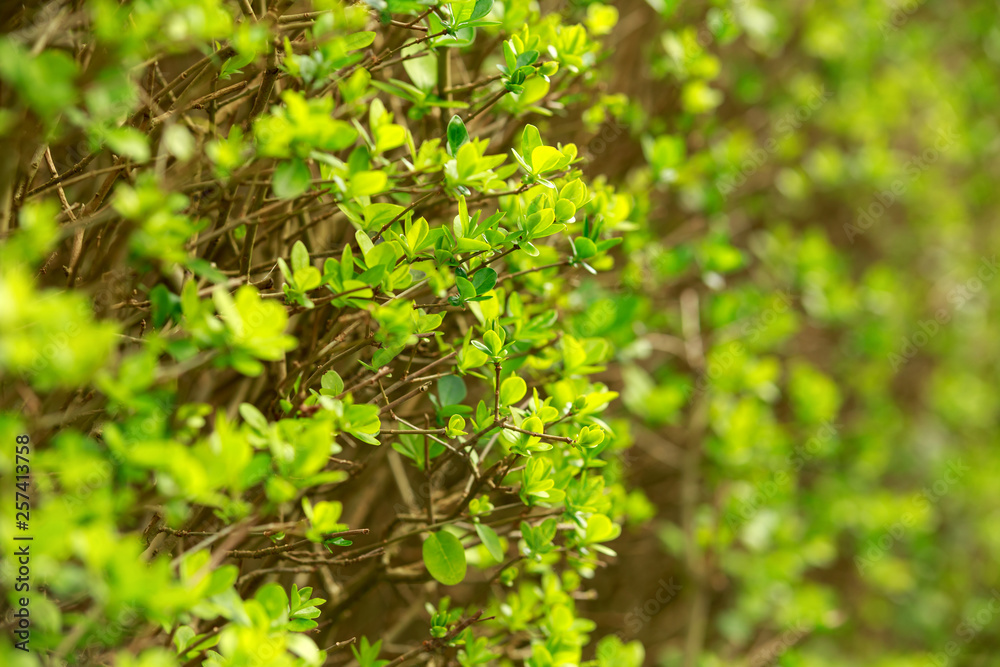 Green leaf pattern on spring bush, nature concept Green leaf pattern on spring bush, nature concept