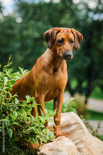 Attentive Rhodesian Ridgeback dog standing on rock at beautiful landscape