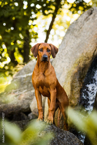 Attentive Rhodesian Ridgeback male dog standing on rock at beautiful landscape