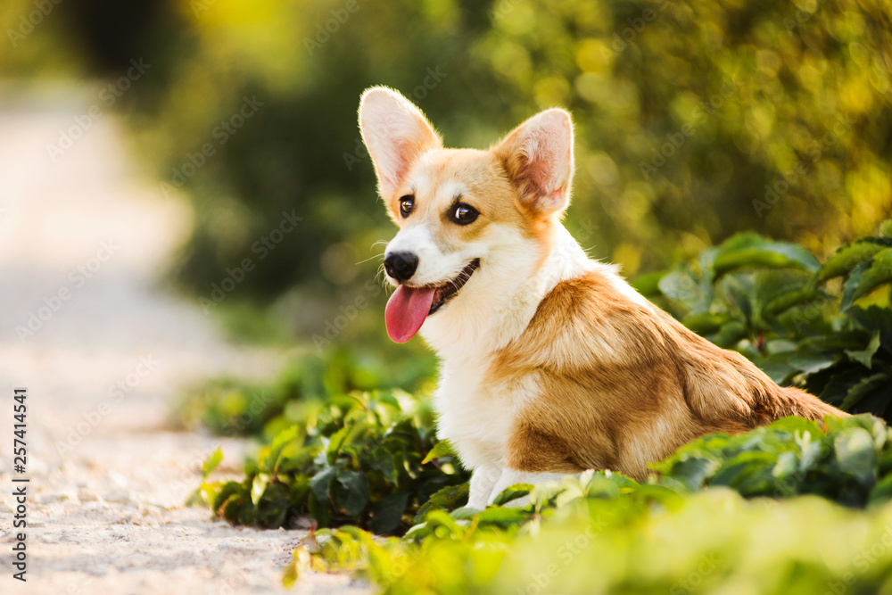 Funny face Welsh Corgi Pembroke puppy sitting in grass