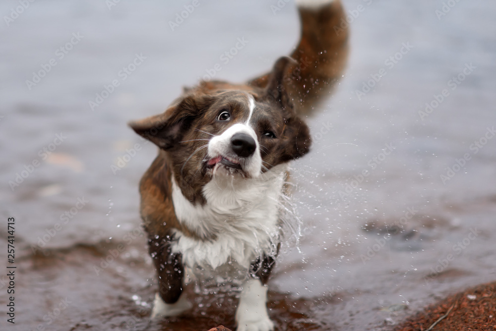 Adult dog welsh corgi cardigan posing outdoore Adult dog welsh corgi cardigan posing outdoore