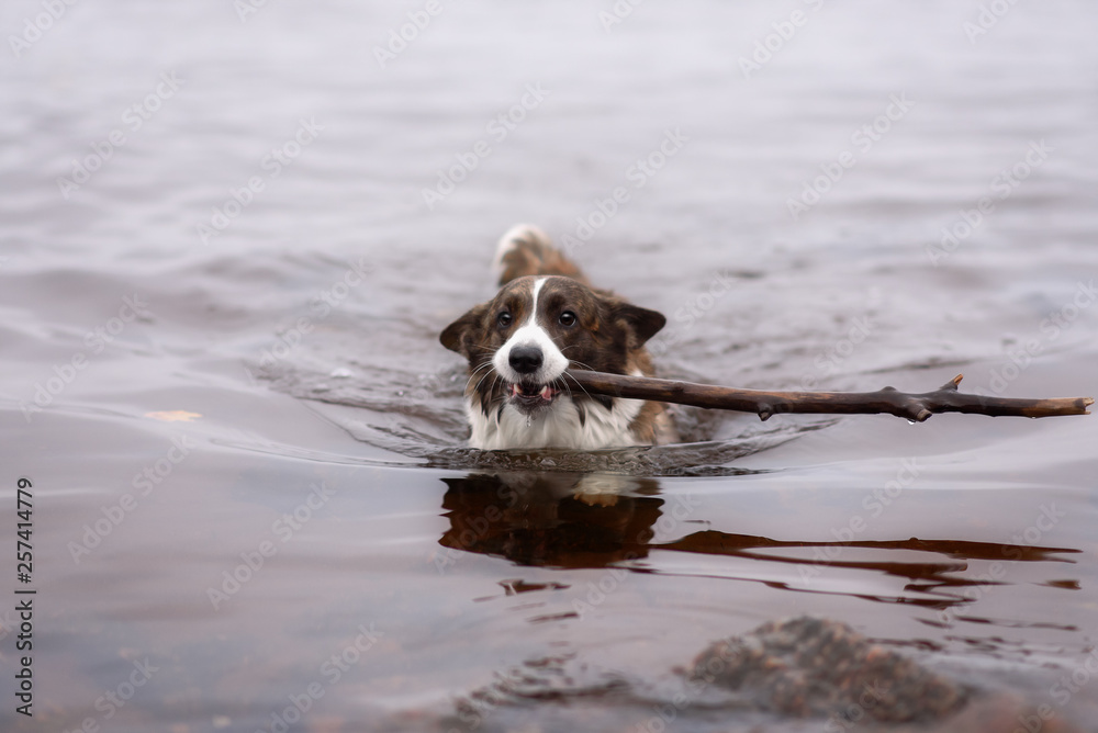 Adult dog welsh corgi cardigan posing outdoore Adult dog welsh corgi cardigan posing outdoore