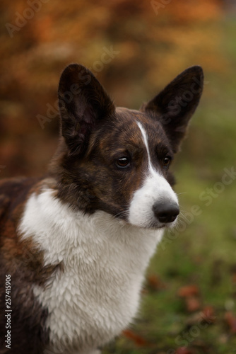 Fototapeta Naklejka Na Ścianę i Meble -  Adult dog welsh corgi cardigan posing outdoore