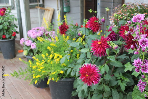 flowers in the garden