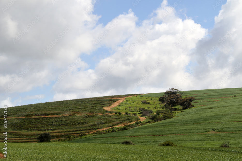 Corn fields in the West Cape nature