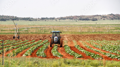 Farming in the Nortwest, South Africa  photo