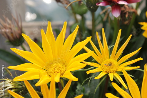 yellow flowers in garden