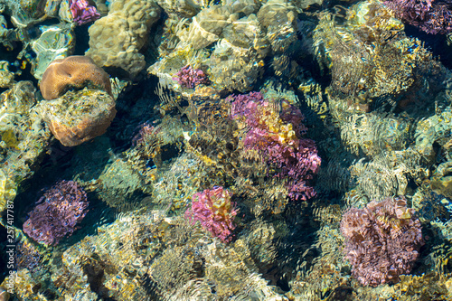 Looking down at the live coral from above the water, with ripple effect on the water. Selective view.
