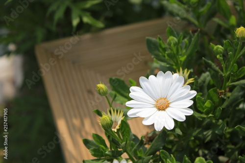 white flowers on wooden background