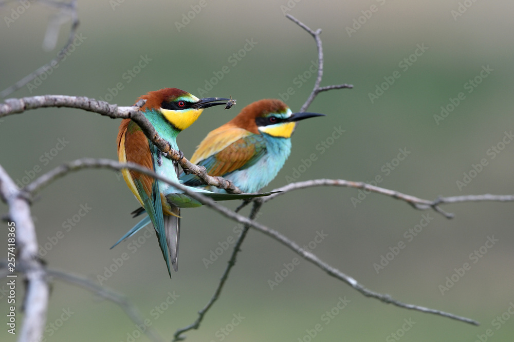 Fototapeta premium European bee-eater balancing