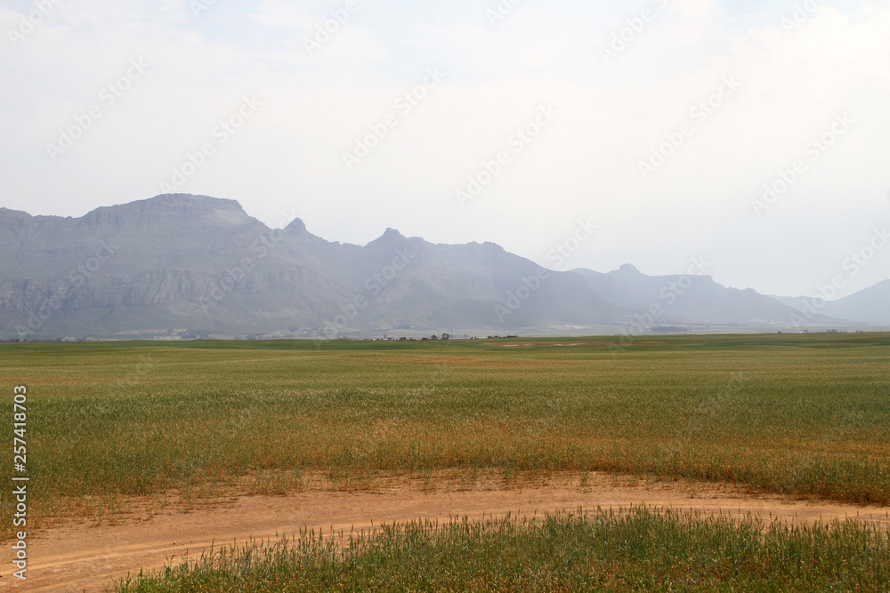 Fototapeta premium Corn fields in the Western Cape