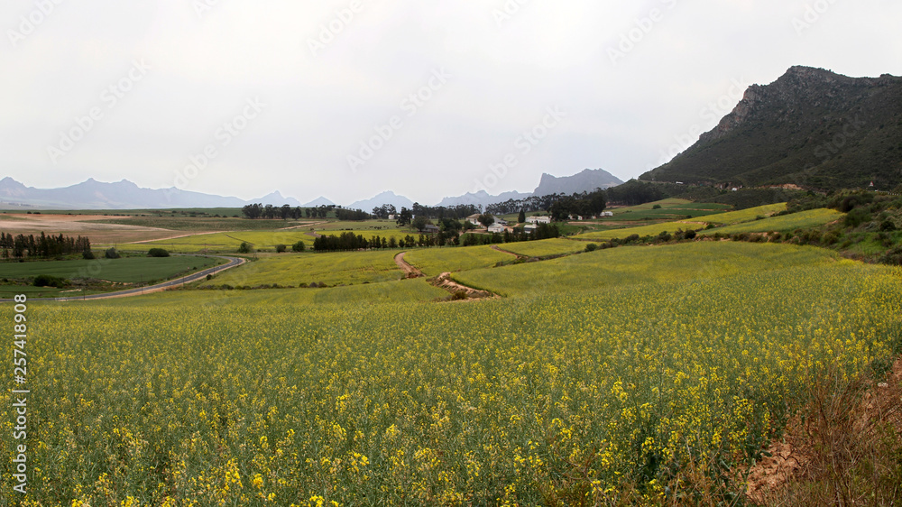 Canola fileds are blooming in the Western Cape