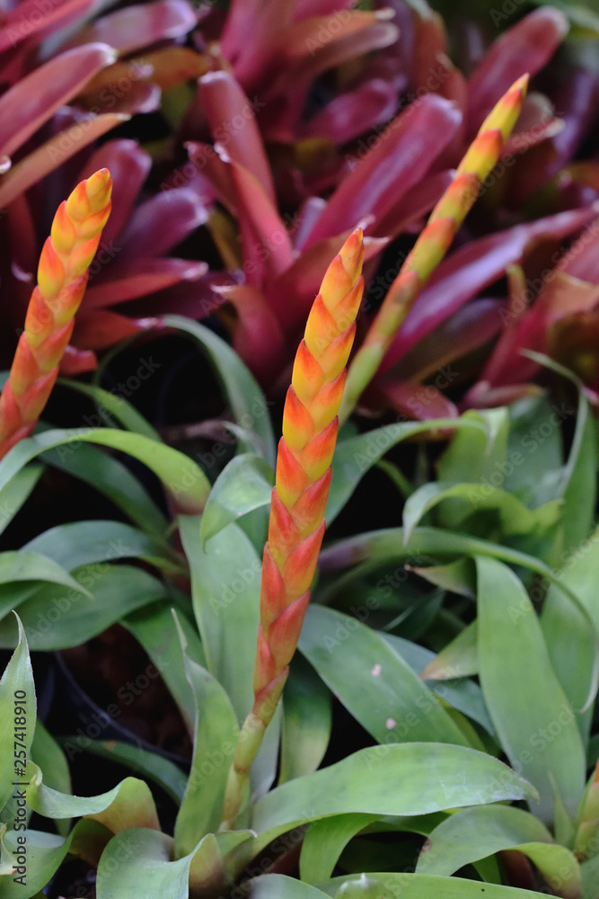 Aechmea fasciata in the garden Aechmea fasciata in the garden