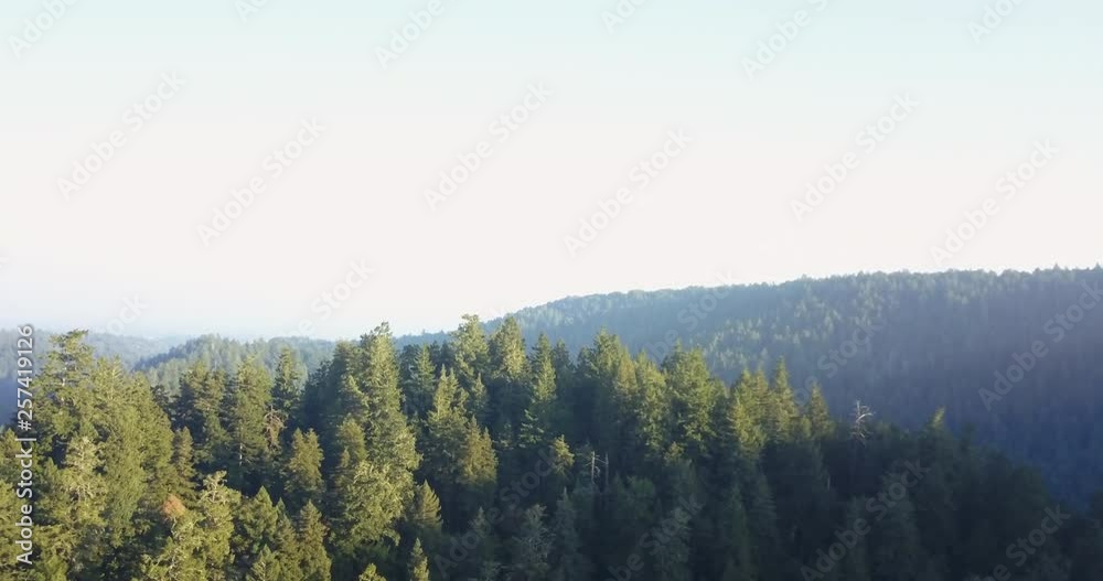 Redwood forest in crisp autumn morning - aerial view rotating to look out over vast forest Redwood forest in crisp autumn morning - aerial view rotating to look out over vast forest