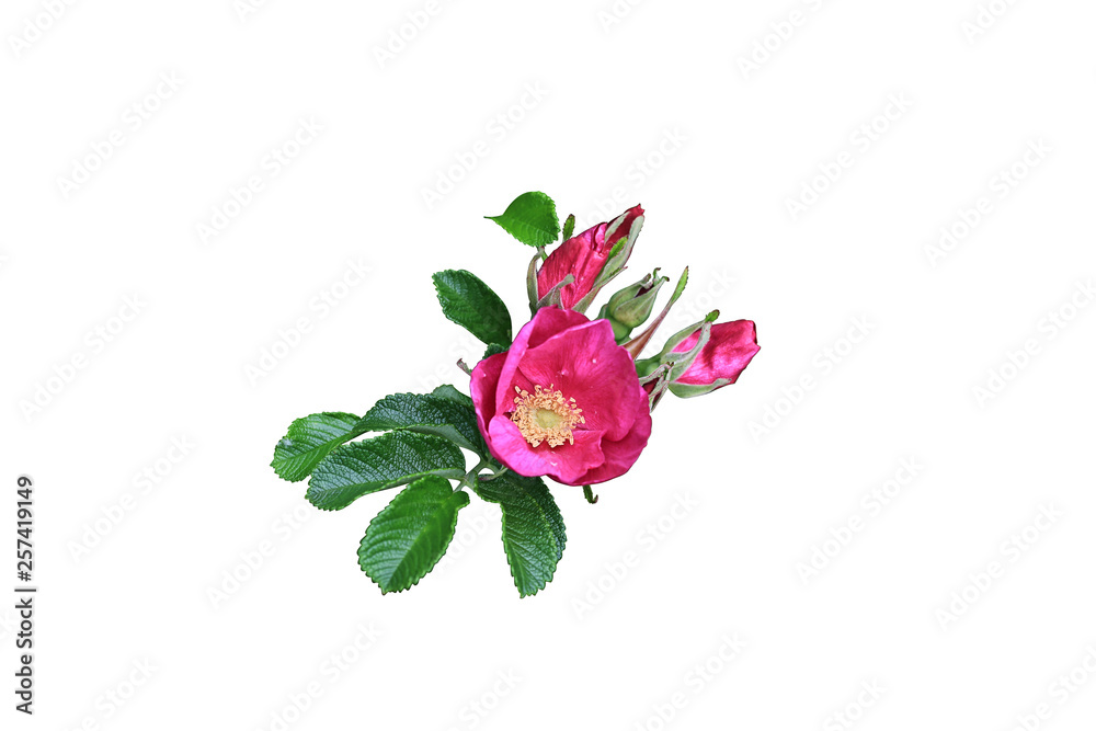 rose flower with buds and leaves isolated on white background rose flower with buds and leaves isolated on white background