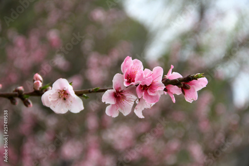 Peach tree blossoms near Rawsonville, Western Cape Province © Elizabeth Lombard