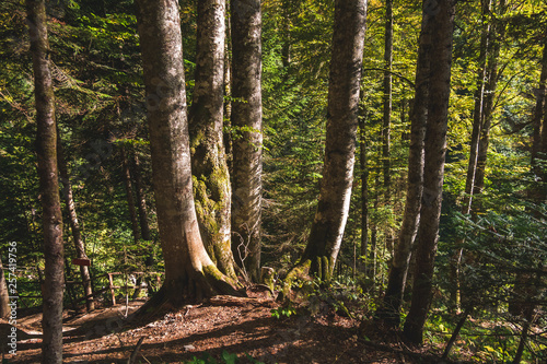 Thick and thin tree trunks in dense autumn forest lit by the sun