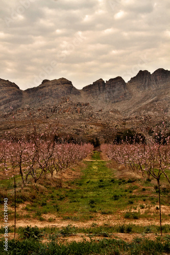 Peach tree blossoms near Rawsonville, Western Cape Province photo