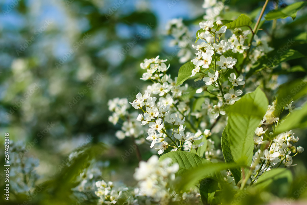 Spring flowering trees. Copy space background Spring flowering trees. Copy space background